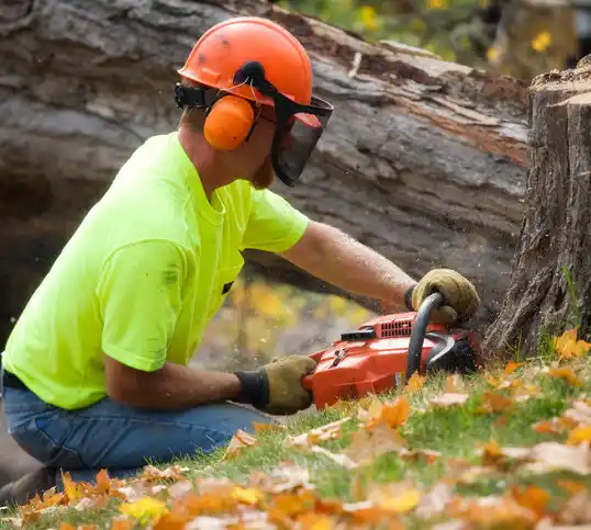 tree services Hamilton